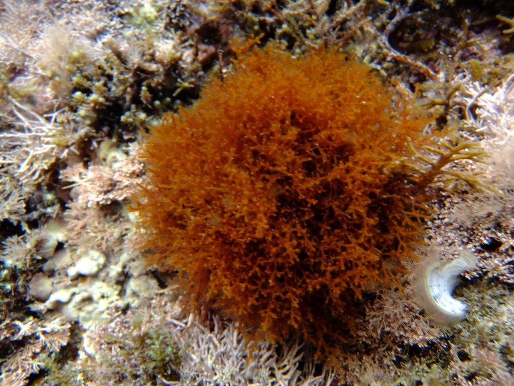 Laurencia sp.